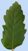 Quercus cerris