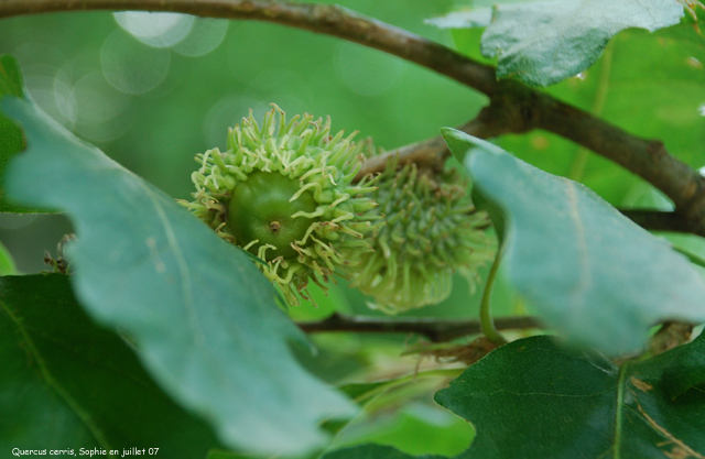 Quercus cerris