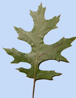 Quercus coccinea 'Splendens'