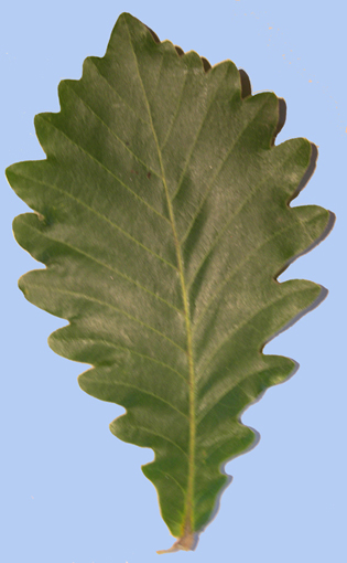 Quercus dentata