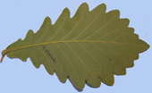 Quercus dentata