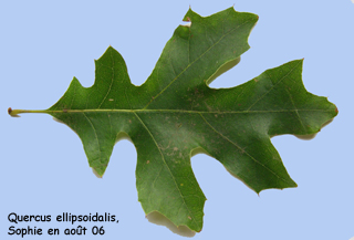 Quercus ellipsoïdalis