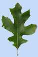 Quercus canariensis