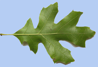 Quercus ellipsoïdalis