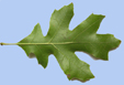 revers de la feuille d'un Quercus ellipsoidalis