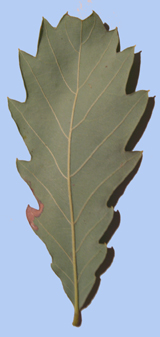 Quercus fabrei