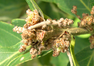 Quercus fabrei