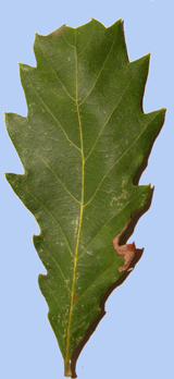 Quercus fabrei