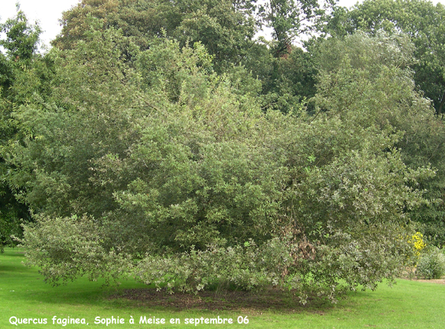 Quercus faginea