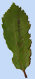 Quercus faginea