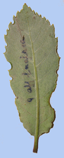 Quercus faginea