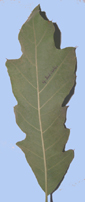 Quercus falcata