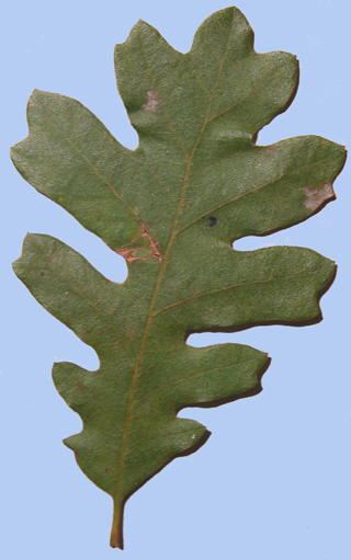 Quercus gambelii