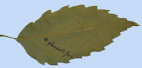Quercus serrata