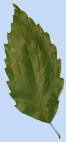 Quercus serrata