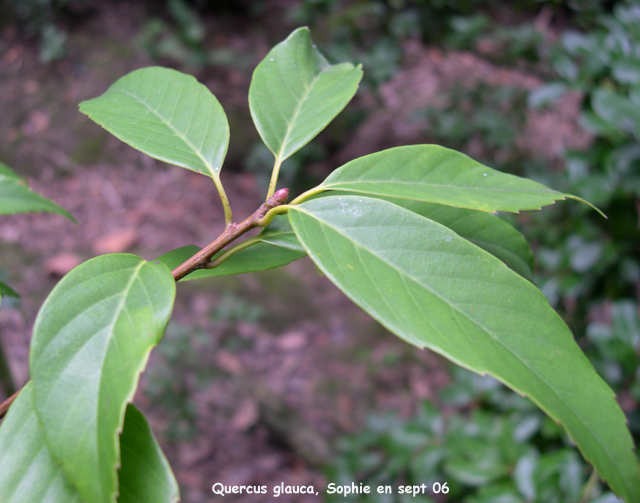 Quercus glauca