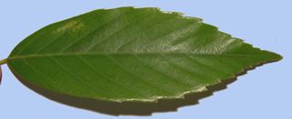 Quercus glauca