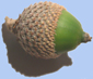 gland de Quercus ilex