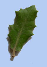 Quercus ilex