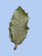 Quercus ilex