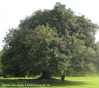 Quercus ilex