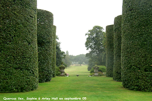 Quercus ilex à Arley Hall