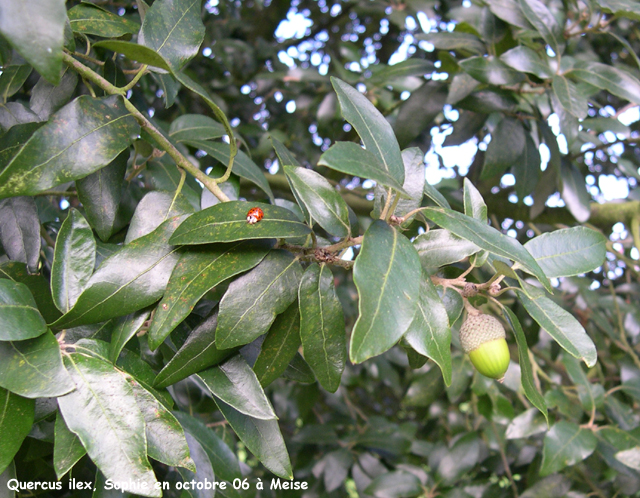 Quercus ilex