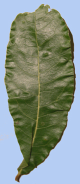 Quercus imbricaria