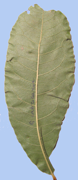 Quercus imbricaria