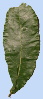 Quercus imbricaria