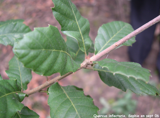 Quercus infectoria