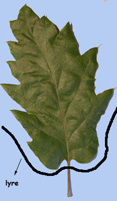 Quercus ithaburensis subsp. macrolepis
