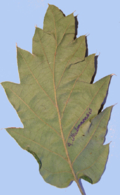Quercus ithaburensis subsp. macrolepis