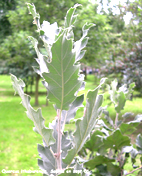 Quercus ithaburensis subsp. macrolepis