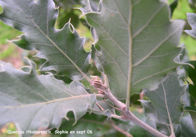 Quercus ithaburensis subsp. macrolepis