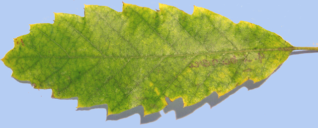 Quercus libani