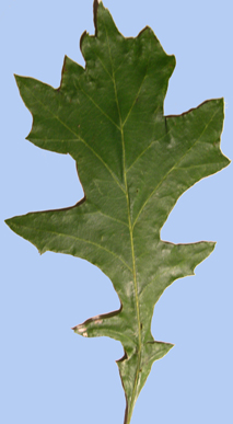 Quercus lyrata