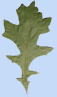 Quercus lyrata