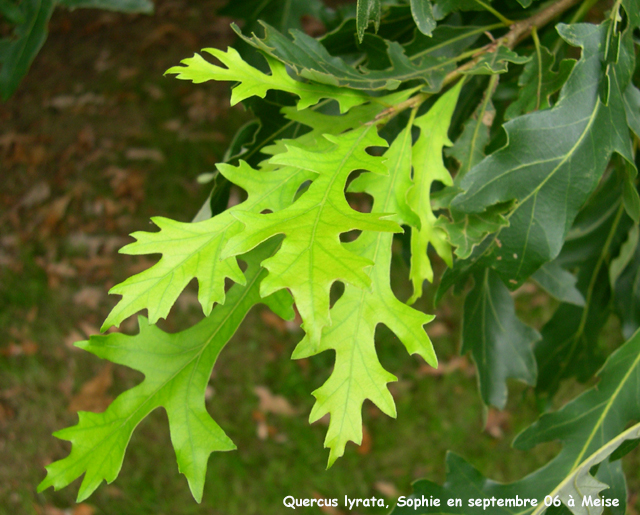 Quercus lyrata