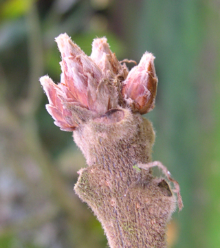 Quercus macranthera