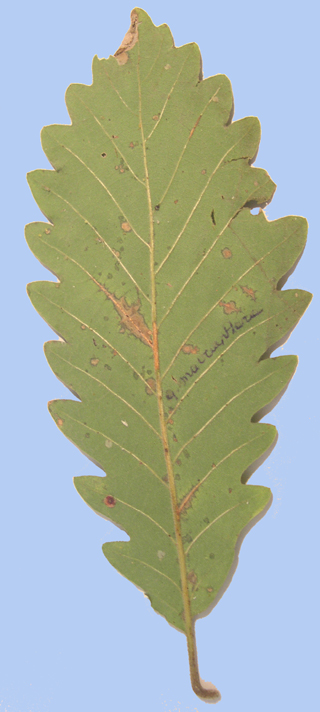 Quercus macranthera