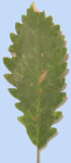 Quercus canariensis