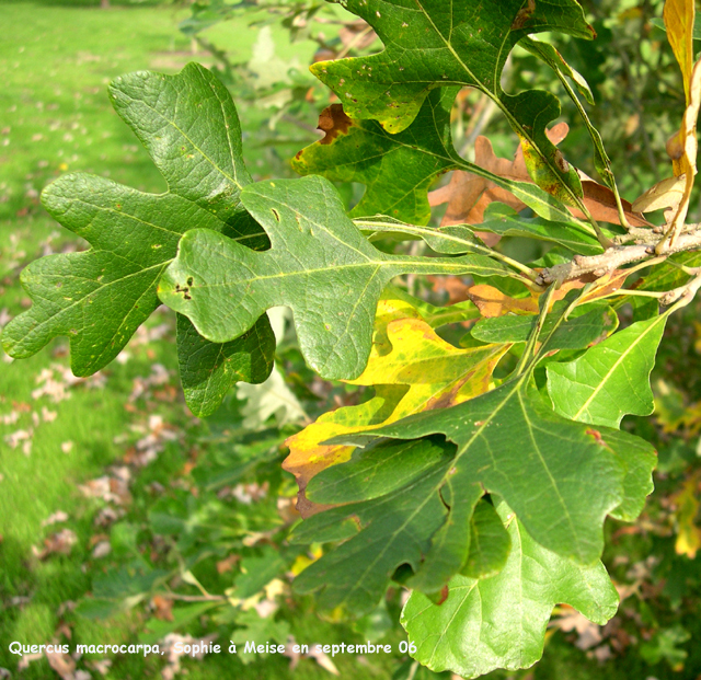 Quercus macrocarpa
