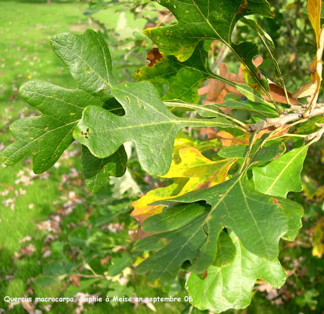 Quercus macrocarpa