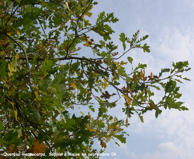 Quercus macrocarpa