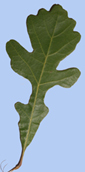 Quercus macrocarpa