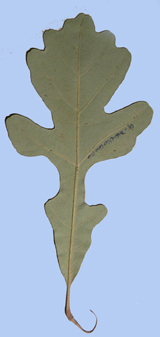 Quercus macrocarpa