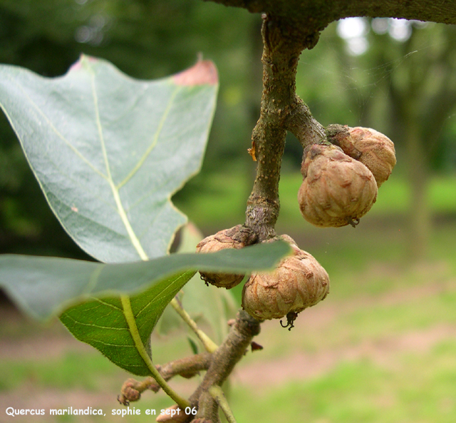 Quercus marilandica