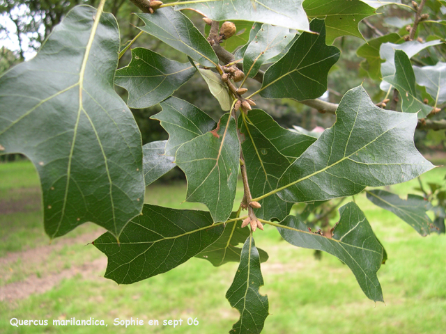 Quercus marilandica