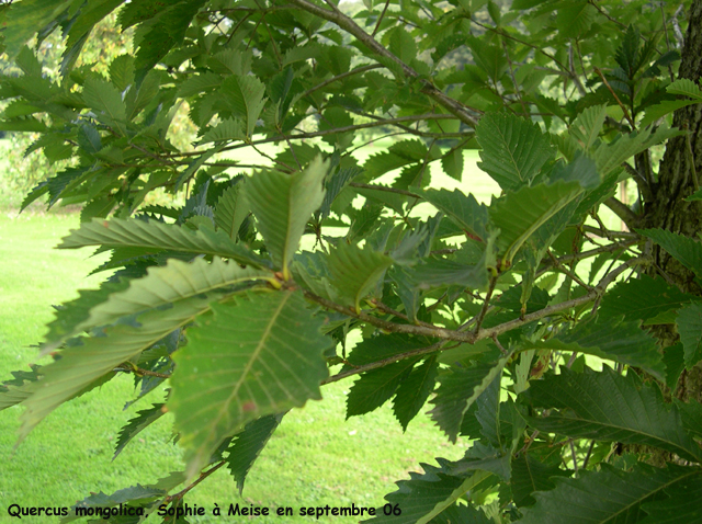 Quercus mongolica